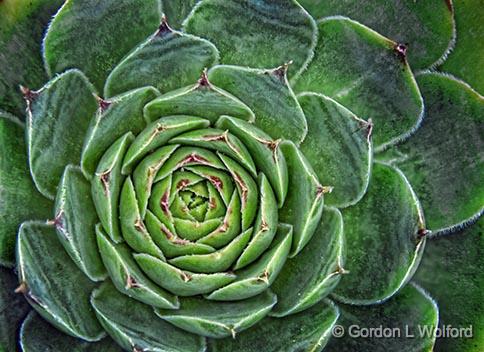 Hen & Chicks_25550-3.jpg - Photographed at Smiths Falls, Ontario, Canada.